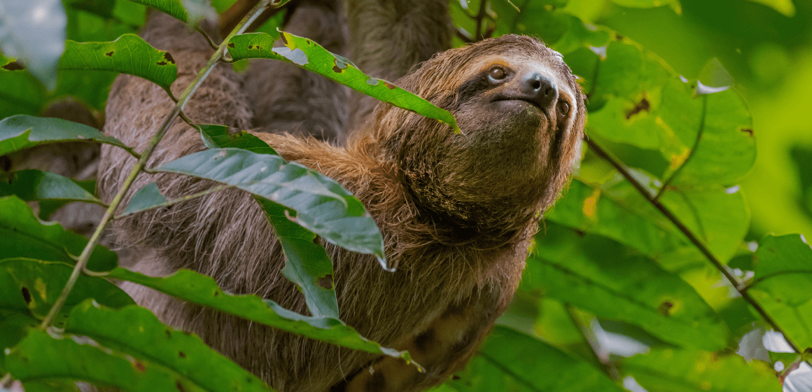 The best places to see wildlife in Costa Rica