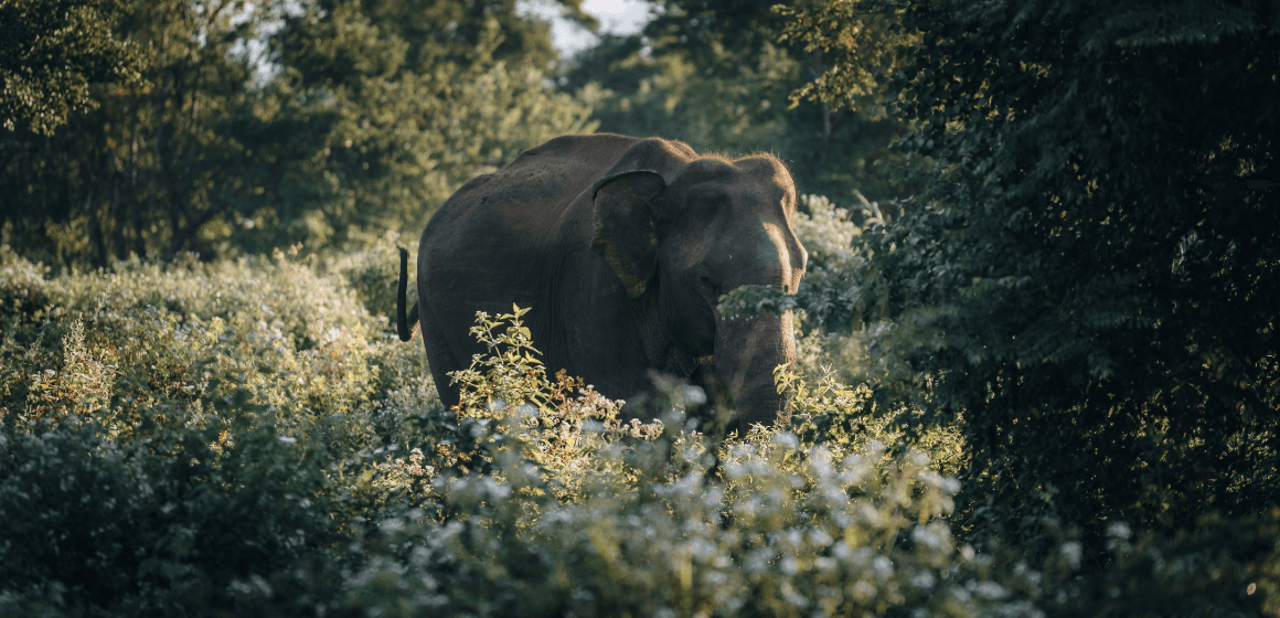 The best places to see wildlife in Sri Lanka